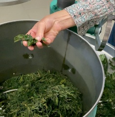 Fermentierte Kräutertees von Kräutergarten Pommerland – Verarbeitung in chiesischem Rolltisch wird geprüft. Bio-Kräutertees nach Schwarztee-Art. Handgemacht in Mecklenburg-Vorpommern.